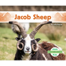Jacob Sheep