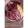 Rex Begonias: Plant Guide