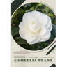Camellia Plant: Plant Guide