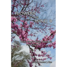 Flowers in the Wind 8: Still More Story-Based Homilies for Cycle B