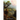 A Distant Eden