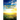 Cultivating Radiance