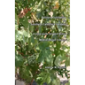 Culinary Cultivation for Southern California Gardens: A plant guide for food forests in Mediterranean Climates