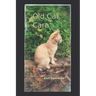 Old Cat Care