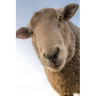 Sheep: Domestic Sheep Are Quadrupedal, Ruminant Mammals Typically Kept as Livestock. Like Most Ruminants, Sheep Are Members o