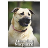 Anatolian Shepherd: Dog breed overview and guide