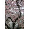 Haikus of All Seasons IV: Flora