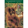 Reflections of Eden: My Years with the Orangutans of Borneo
