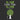 Be Still, Little Tree, Be Still