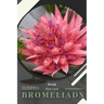 Bromeliads: Prodigy Petal, Plant Guide