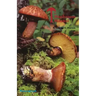 The Mushroom Manual