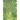 The Green Apple Tree