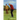 Death of a Low-Handicap Man