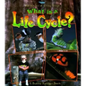 What Is a Life Cycle?