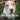 Rescue Tales: Rescue Dogs and their Beautiful Adoption Stories