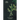Neem Leaves