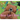 Bear Can't Wait