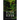 Black Bloom: A Story of Survival