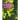 Cultura-Inspired Intercultural Exchanges: Focus on Asian and Pacific Languages