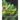 A Text Book of Algae: For Degree Students