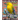 Birds of Costa Rica