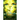 The Hilarion Connection(c), Book One