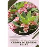 Crown of Thorns Plant: Plant Guide