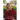 A Stranger to Myself--No More!