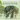 The Jungle Book: The Classic Edition