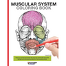 Muscular System Coloring Book: With colored illustrations like what you see on the back page