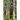 Native Trees of Western Washington: A Photographic Guide
