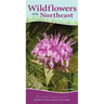 Wildflowers of the Northeast: Your Way to Easily Identify Wildflowers