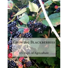 Growing Blackberries