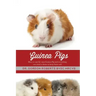 Guinea Pigs: How to care for your Guinea Pig and everything you need to know to keep them well
