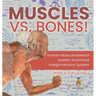 Muscles vs. Bones! Human Musculoskeletal System Examined Integumentary System Grade 6-8 Life Science