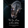 The Sea Lions of Los Islotes: The Jewel of Espíritu Santo Island