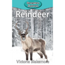 Reindeer