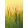Agricultural Microbiology