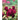 The Most Beautiful Rose: Memoir Of An Italian Immigrant's Extraordinary Childhood