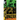 Anizar