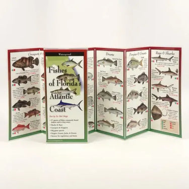 Fishes of Florida's Atlantic Coast