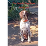 The Deadly Dog Show