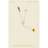 The Hours / Mrs. Dalloway
