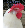 Chicken Scratch