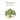 Wood Eternal: The Story of Osage Orange, Bois d'Arc, etc.