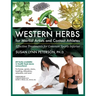 Western Herbs for Martial Artists and Contact Athletes: Effective Treatments for Common Sports Injuries