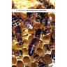 The Introduction of Queen Bees