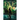 Eve