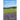 How to Grow Lavender for Fun and Profit: Lessons Learned from Planting Three Hundred Lavender Plants