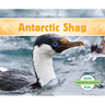 Antarctic Shag